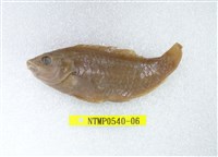 藏品(日本擬隆頭魚)的圖片